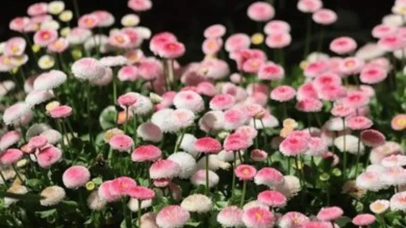 Close-up of double daisy petals