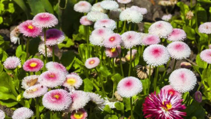 Double daisy flowering beautifully