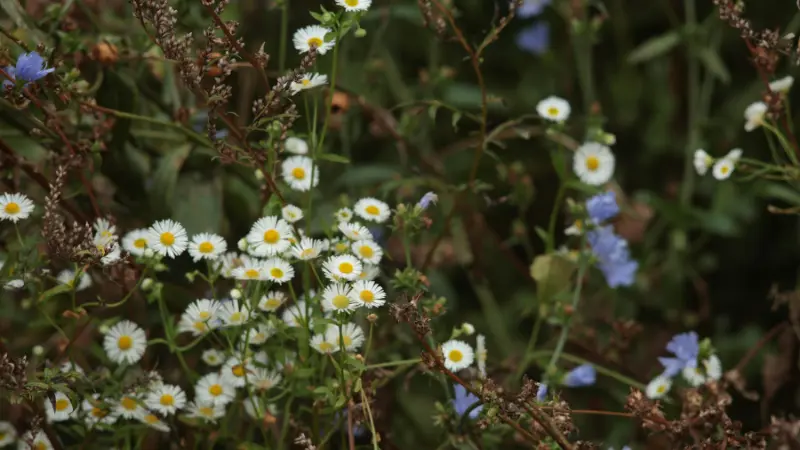 Small white wild Daisy flower blooms with yellow-orange centers growing among green grass.