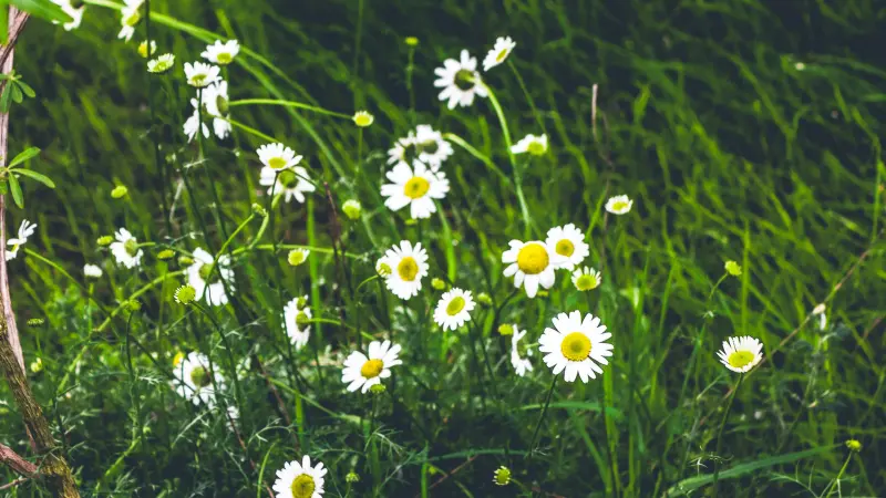 Cluster of white wild Daisy flower blooms with yellow centers near silvery-green leaves and rocks.
