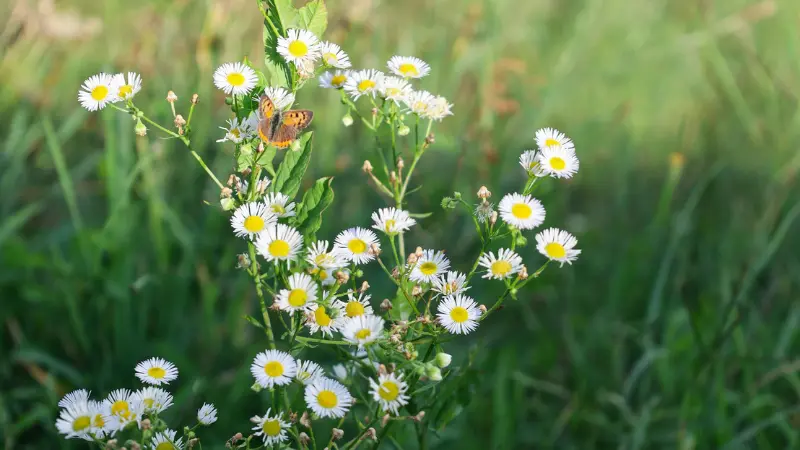 Cluster of small white wild Daisy flower blooms with yellow centers fading among dry brown foliage.
