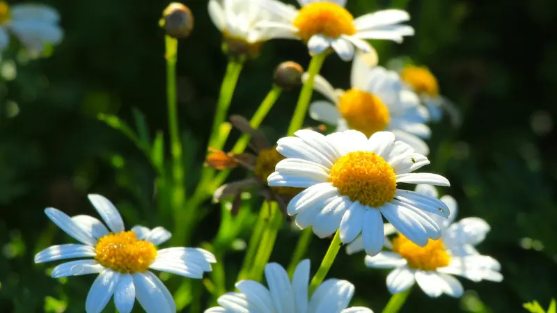 Small white wild Daisy flower blooms with yellow centers glowing against a dark green blurred background.
