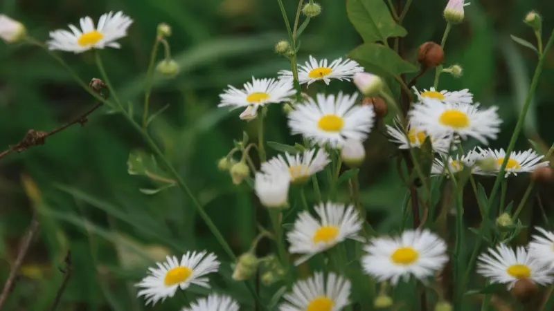 Bunch of white wild Daisy flower blooms with yellow centers against a dark green background.