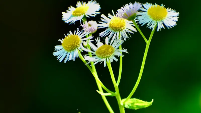 Cluster of white wild Daisy flower blooms with yellow centers branching from a single green stem.