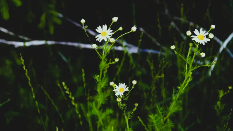 Cluster of white wild Daisy flower blooms with yellow centers near reddish-brown unopened buds.