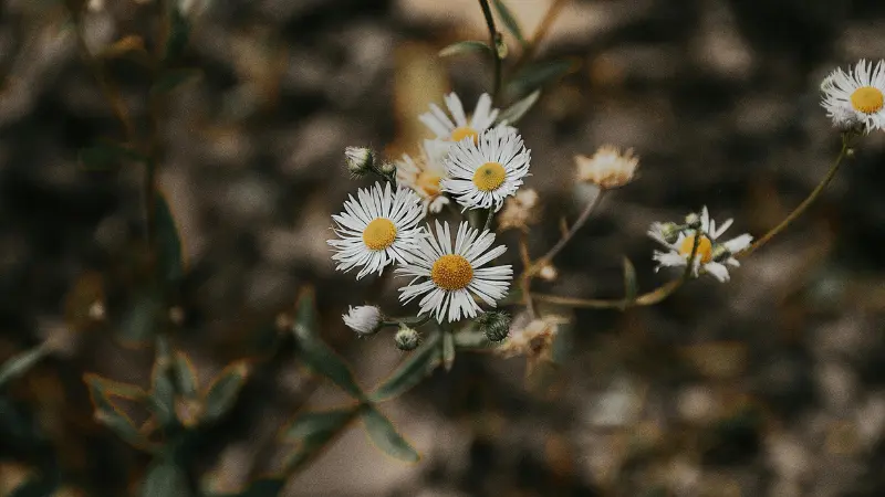 Cluster of white wild Daisy flower blooms with golden centers glowing in bright sunlight.