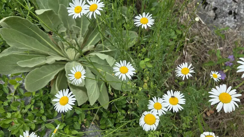 Small orange butterfly resting on a cluster of white wild Daisy flower blooms in a grassy field.