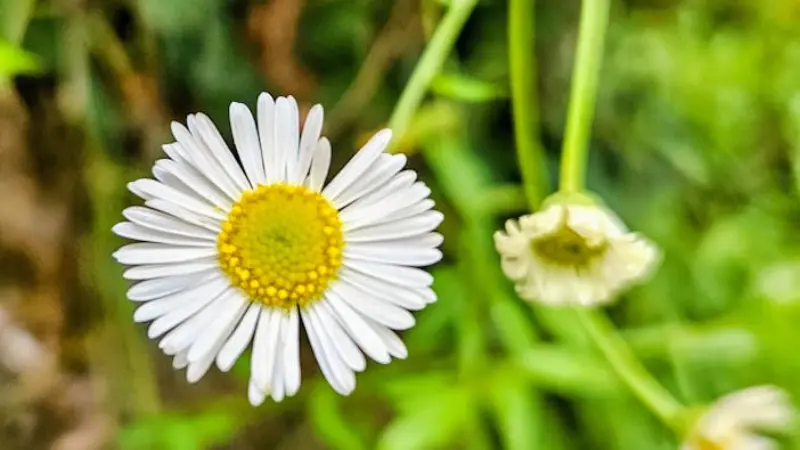 Scattered white wild Daisy flower blooms with yellow centers growing among green grass on a slope.
