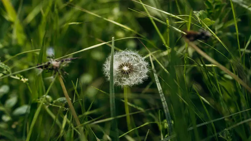 Fluffy white Dandelion flower seed head standing among green grass and clover buds.
