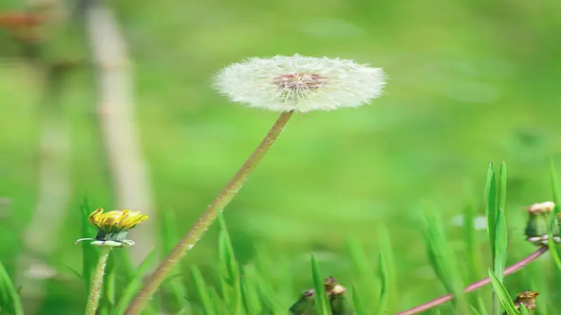White Dandelion flower seed head on a thin stem with a green bokeh background and blurred yellow bloom below.