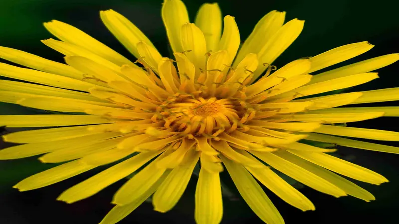 Extreme close-up of a yellow Dandelion flower showing spiral floret patterns against a dark background.