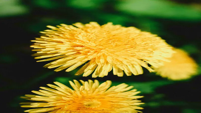 Close-up of a bright yellow Dandelion flower with curled petals against a dark backdrop.