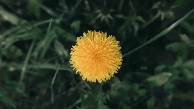 Top-down view of a yellow Dandelion flower surrounded by blurred dark green grass.