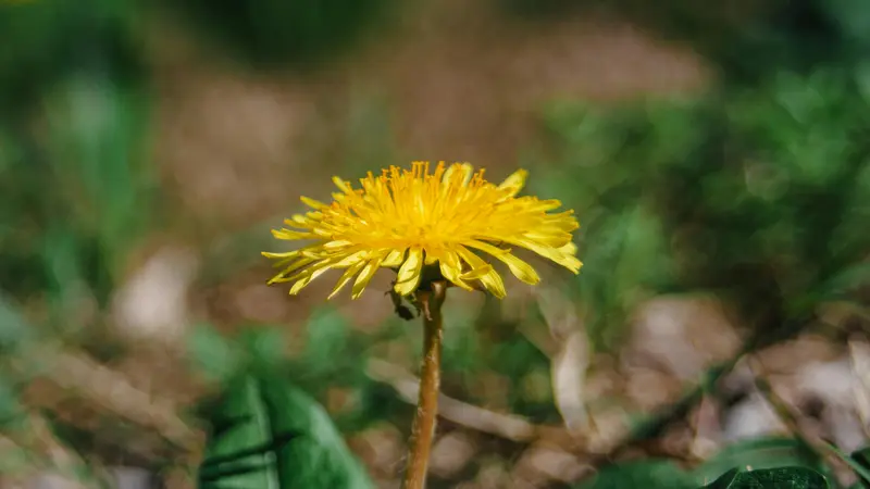 Close-up of a yellow Dandelion flower with a small insect resting on petals among green grass.