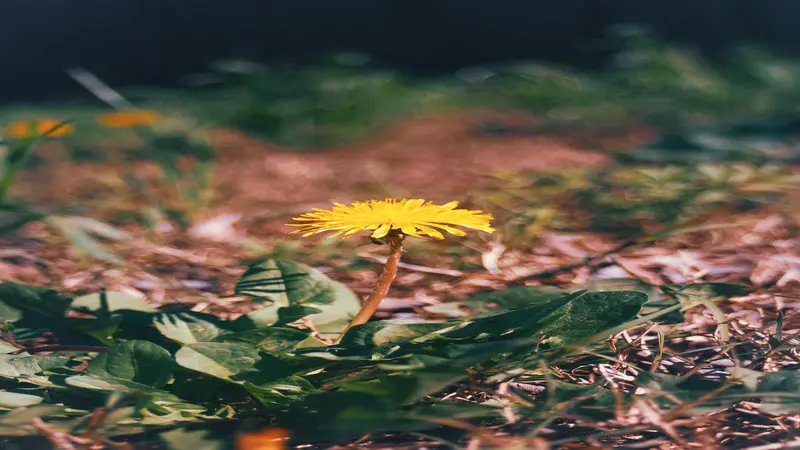 Single yellow Dandelion flower standing among dry brown grass with green leaves at the base.