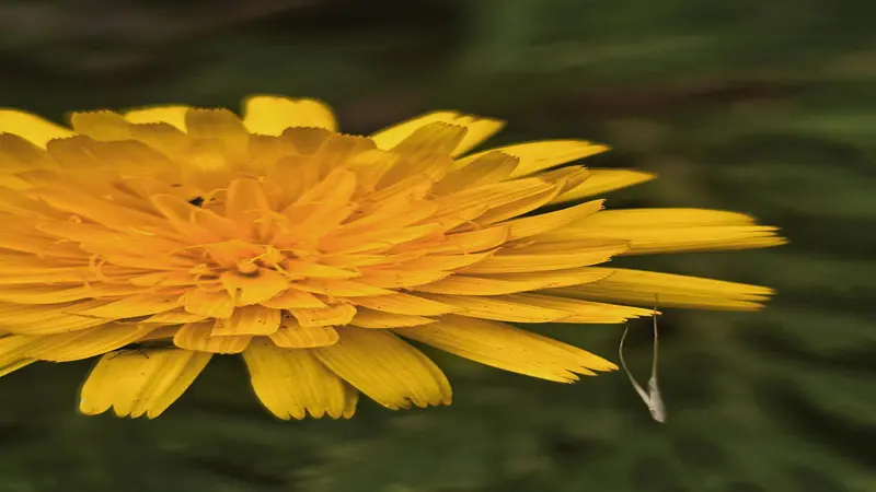 Macro shot of yellow Dandelion flower petals showing fine texture with a tiny insect.