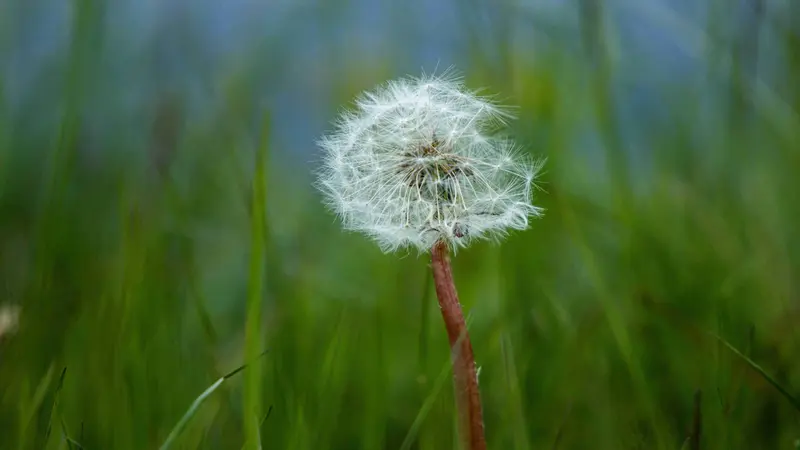 Fluffy white Dandelion flower seed head on a reddish stem against blurred green grass.