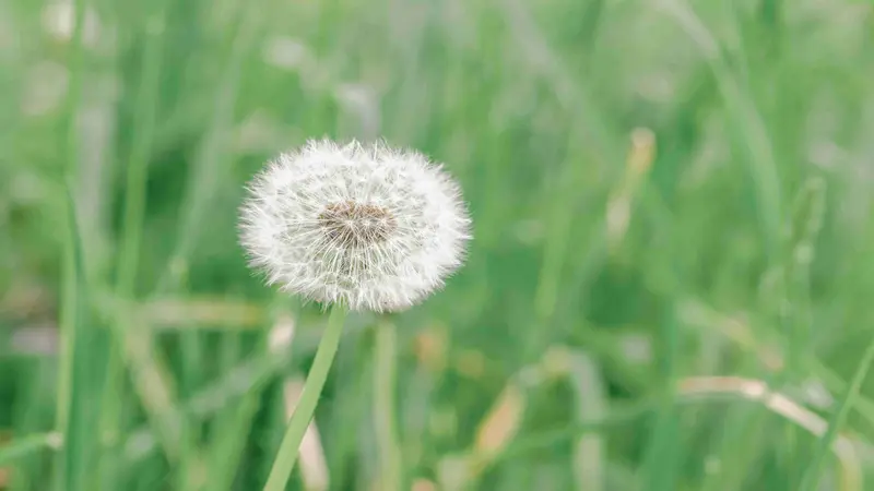 White Dandelion flower seed head standing in a soft green grassy meadow.