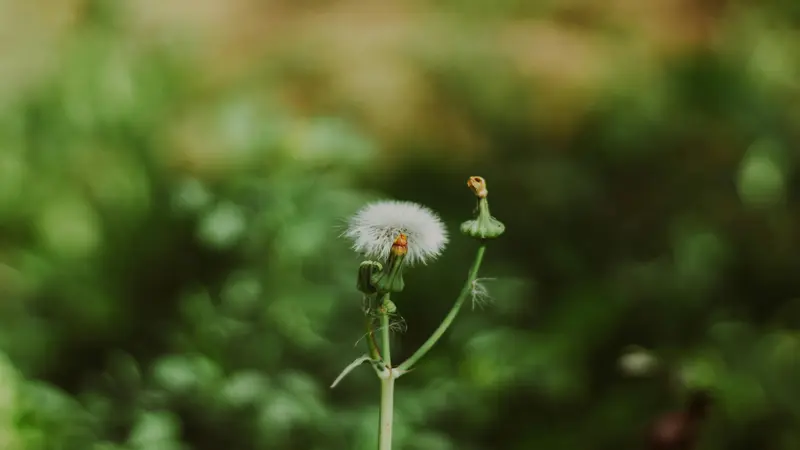 White Dandelion flower seed head beside a nearly bare stalk against a blurred green background.