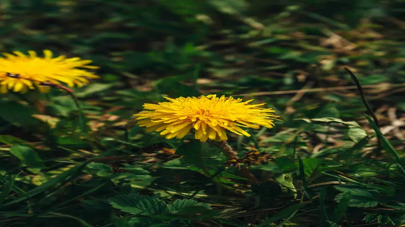 Close-up of a yellow Dandelion flower with another blurred bloom in the background.