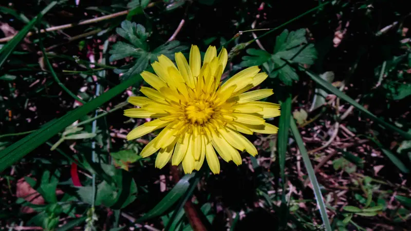 Yellow Dandelion flower viewed from above surrounded by dark green leaves and reddish foliage.