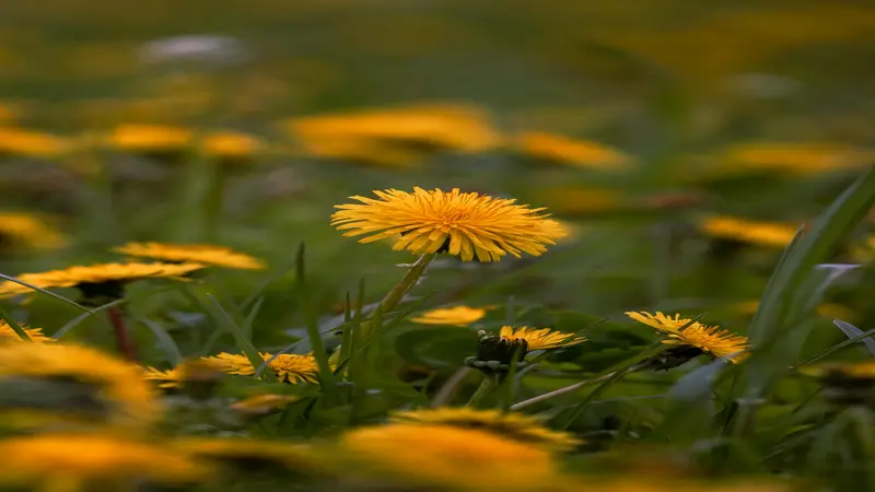 Single yellow Dandelion flower standing among blurred flowers in a green field.