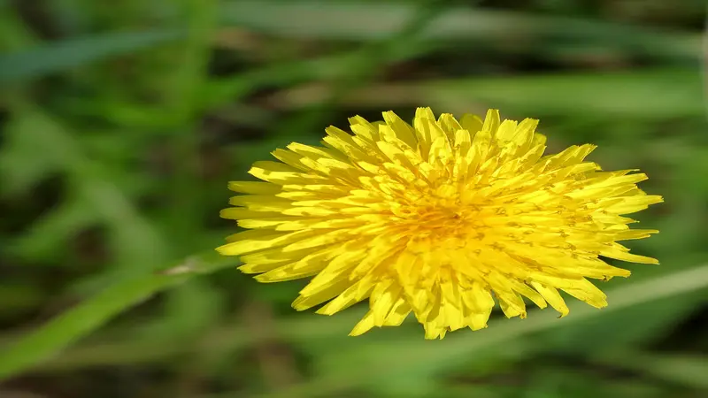 Close-up of a bright yellow Dandelion flower against a soft green blurred background.