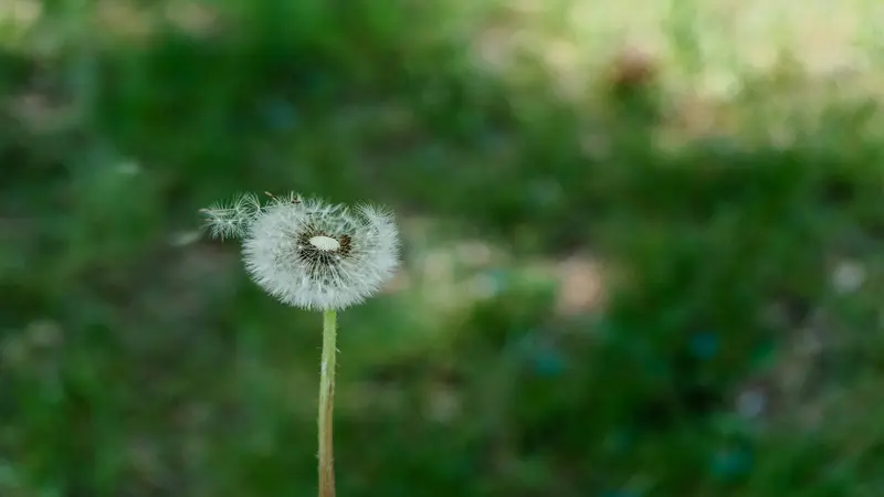 White Dandelion flower seed head with drifting seeds against a green blurred background.