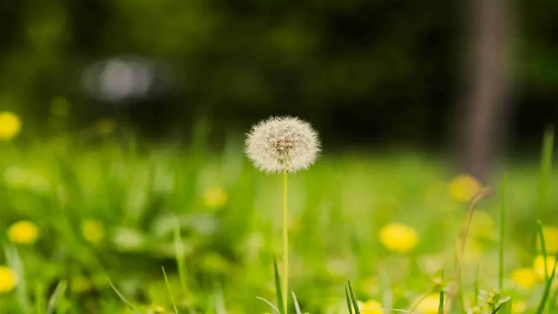 Single white Dandelion flower seed head standing in a grassy field with yellow blooms behind.