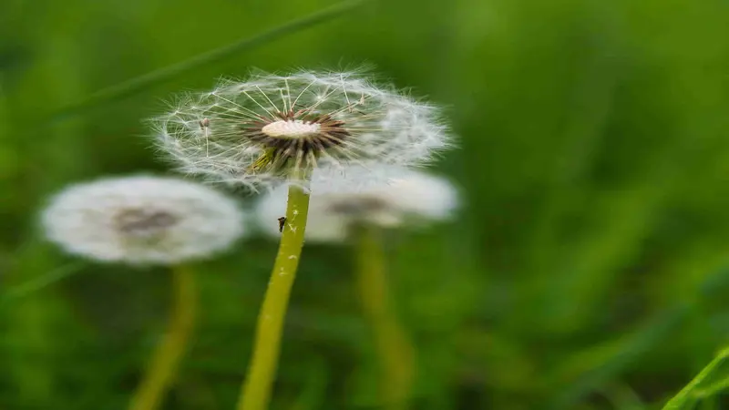 Cluster of Dandelion flower seed heads at different stages of release among green grass.