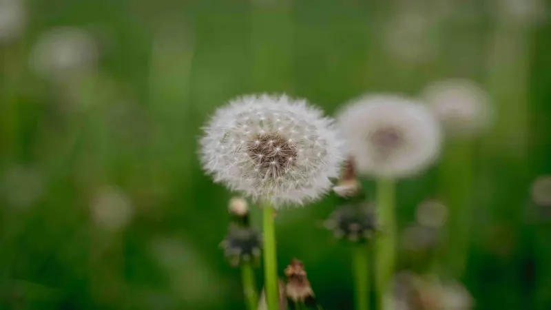 Fluffy white Dandelion flower seed head with blurred seed heads and buds in the background.