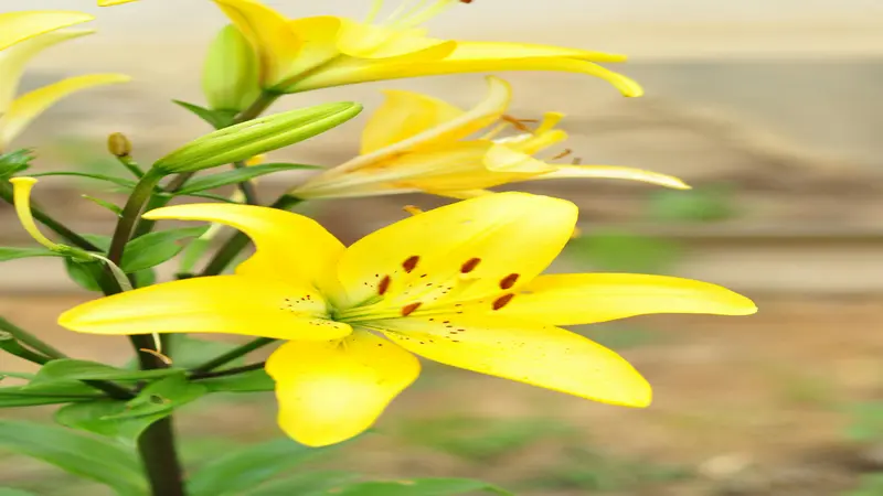 Yellow Daylily flower with red speckles in its throat blooming beside a partially open bud.