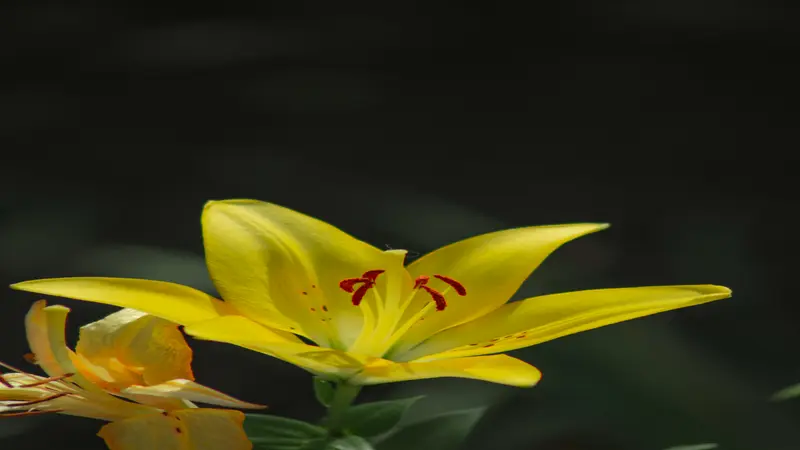 Yellow Daylily flower with red stamens dramatically illuminated against a black background.