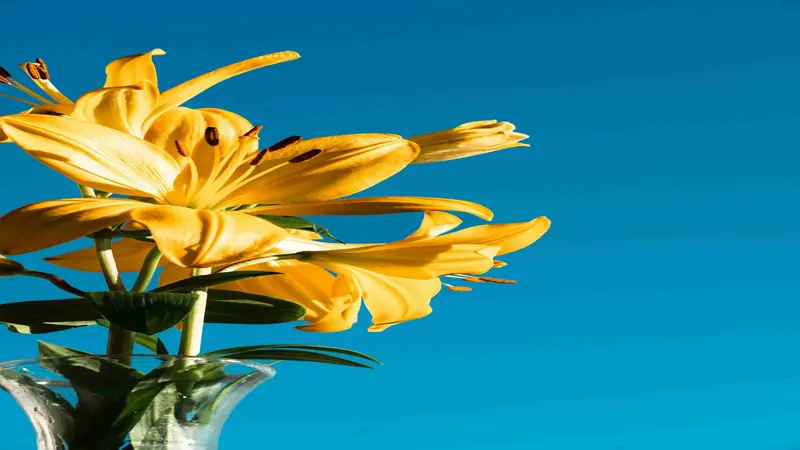 Yellow Daylily flower blooms glowing with backlit sunlight against a vivid blue sky.