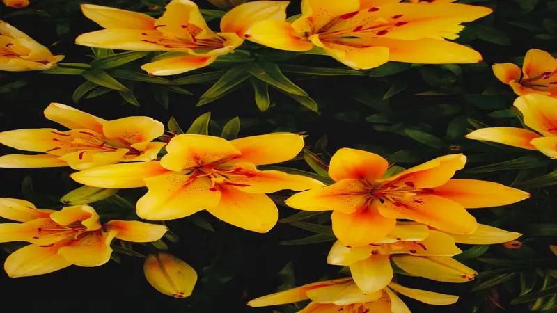 Overhead view of yellow-orange Daylily flower blooms with red spotted throats among dark green leaves.