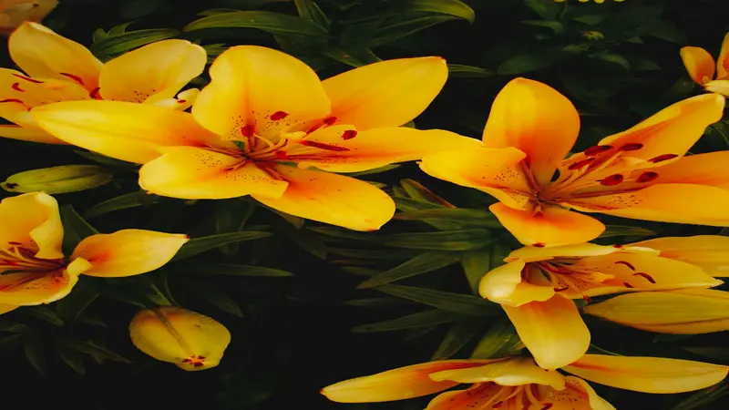 Top-down view of orange-yellow Daylily flower blooms featuring red spotted centers and dark stamens.