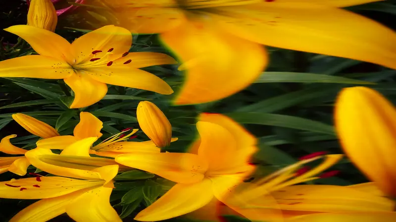 Cluster of yellow and orange Daylily flower blooms with buds surrounded by dark green foliage.