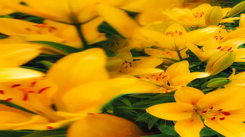 Close-up of clustered yellow Daylily flower blooms with red speckled throats and green buds.