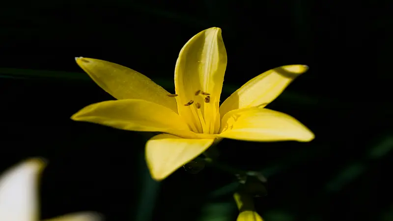 Yellow Daylily flower with spotted stamens dramatically lit against a near-black background.