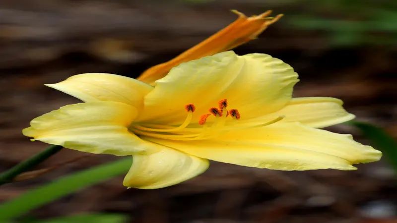 Pale yellow Daylily flower with orange-red stamens against a dark blurred background.