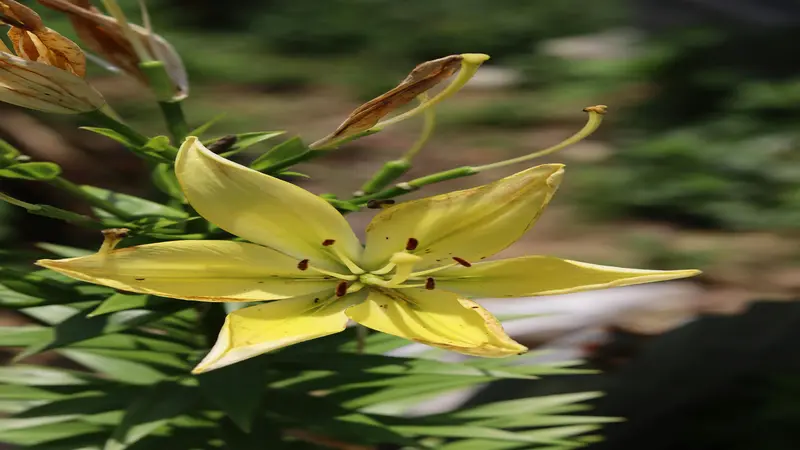 Pale yellow Daylily flower with red spotted throat and stamens against a blurred green-brown background.