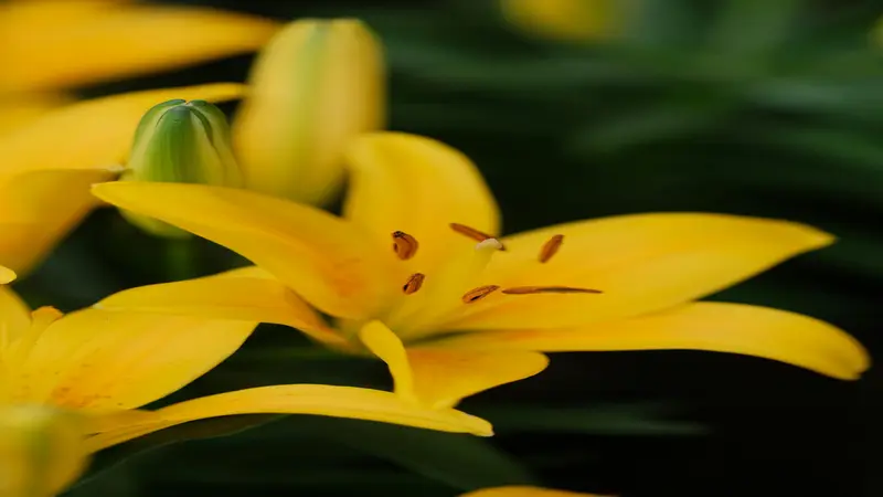 Close-up of a yellow Daylily flower with brown stamens and a budding flower in the background.