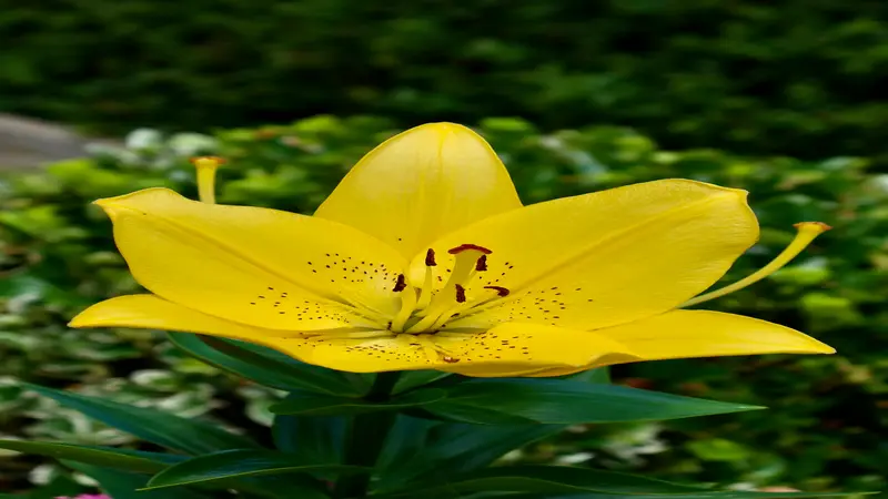 Yellow Daylily flower with red spotted throat and dark red stamens beside an unopened bud.