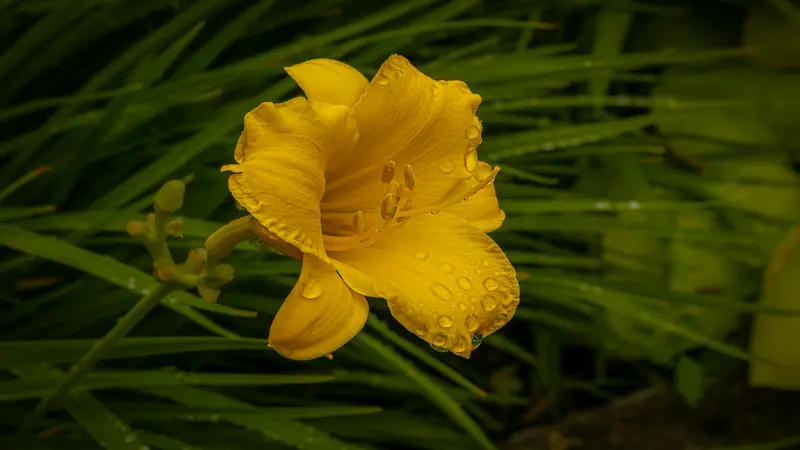 Yellow Daylily flower covered with water droplets against a green grassy background.