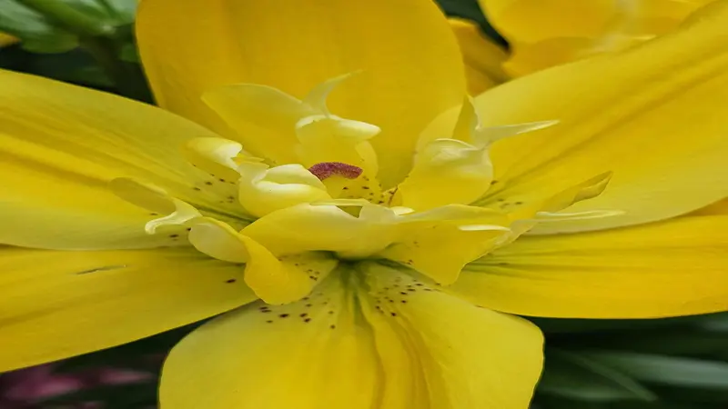 Extreme close-up of a yellow Daylily flower center showing stamens and red pollen details.
