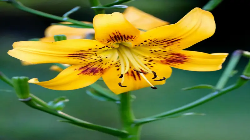Yellow Daylily flower with dark red spotted markings and curved stamens against green foliage.