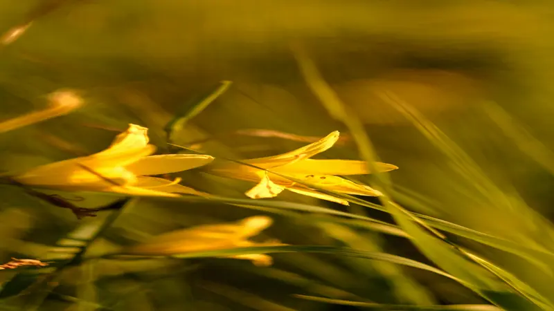Two yellow Daylily flower blooms glowing in warm golden light among green grass blades.