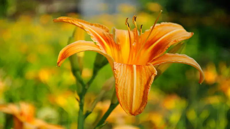 Daylily flower with curled petals and dark red markings growing in a garden setting.