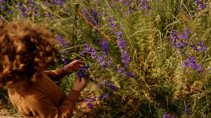 A person with curly hair reaching toward purple Delphinium flower blooms in a sunlit meadow.