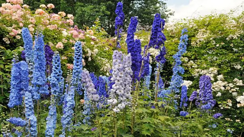 Blue and purple Delphinium flower spikes growing alongside pink and white roses in a garden border.